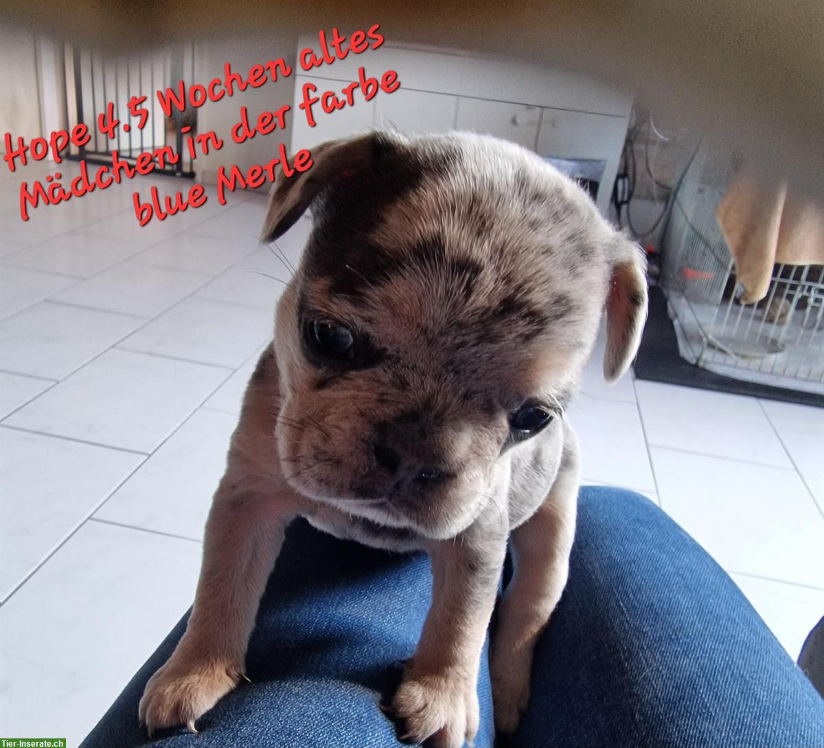 Bild 2: French Bulldog Welpen suchen liebes Zuhause