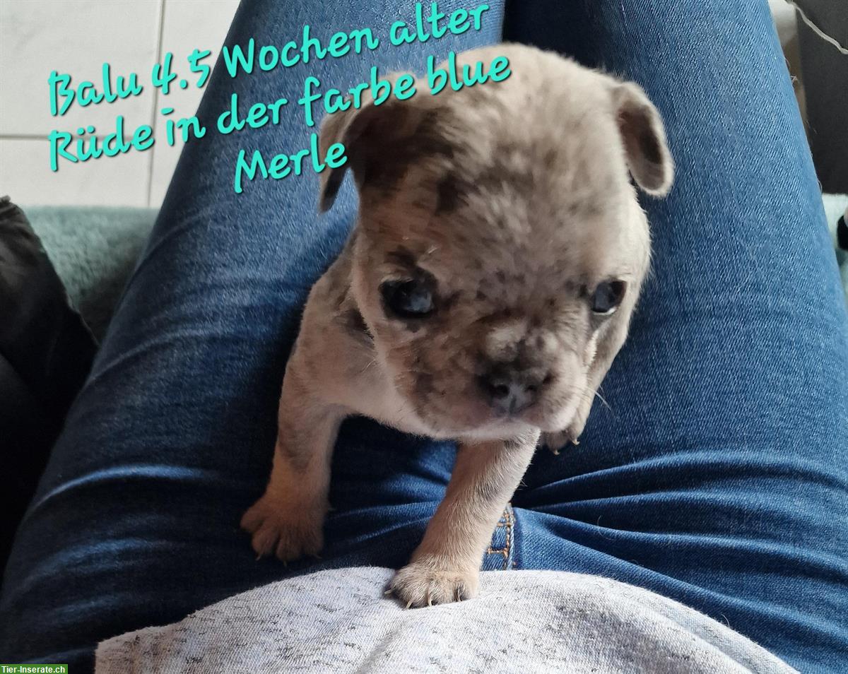 Bild 3: French Bulldog Welpen suchen liebes Zuhause