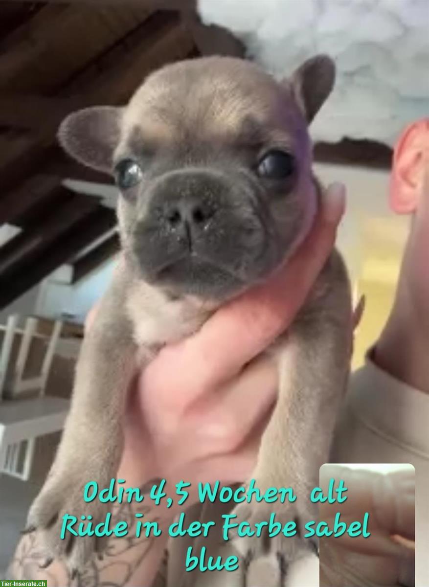 Bild 5: French Bulldog Welpen suchen liebes Zuhause