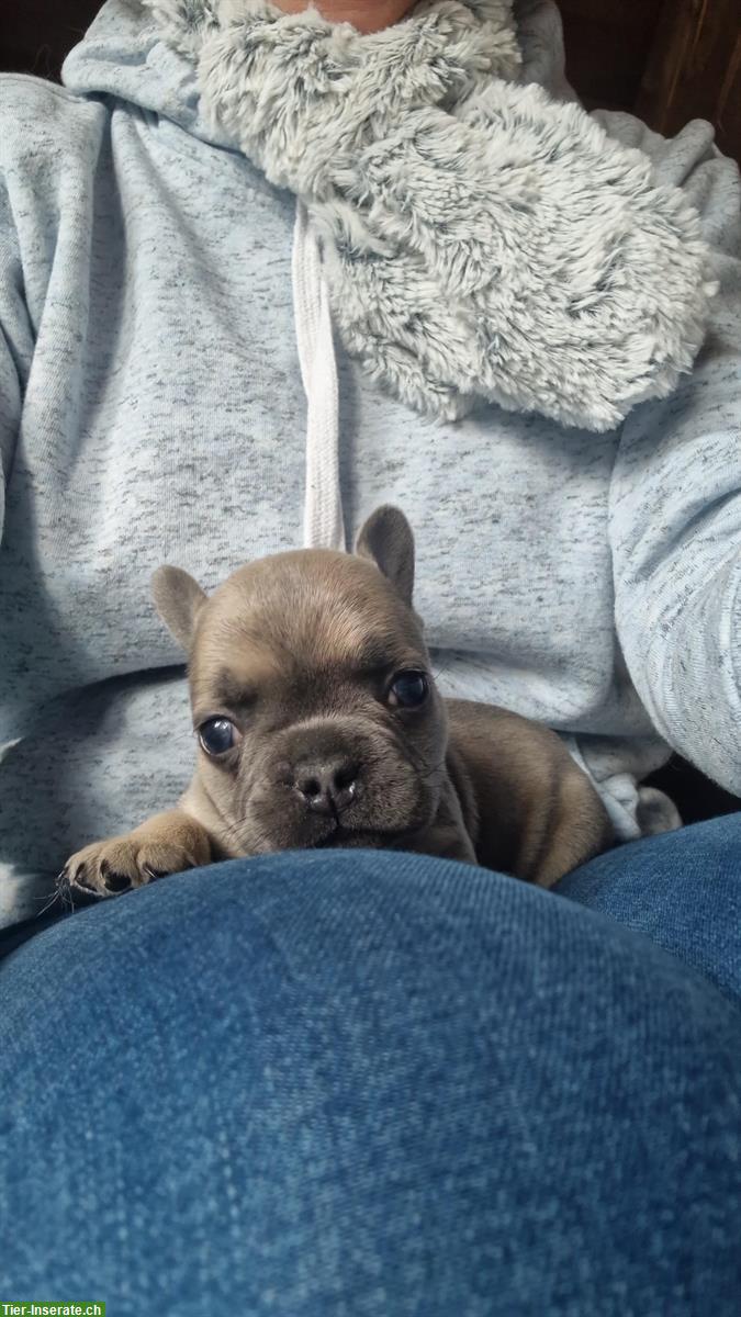 Bild 9: French Bulldog Welpen suchen liebes Zuhause