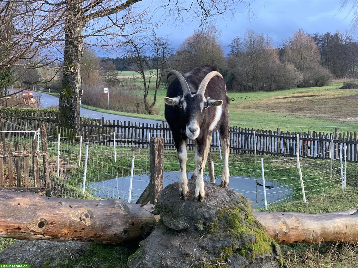 Bündner Strahlenziegen Bock, sehr zutraulich!