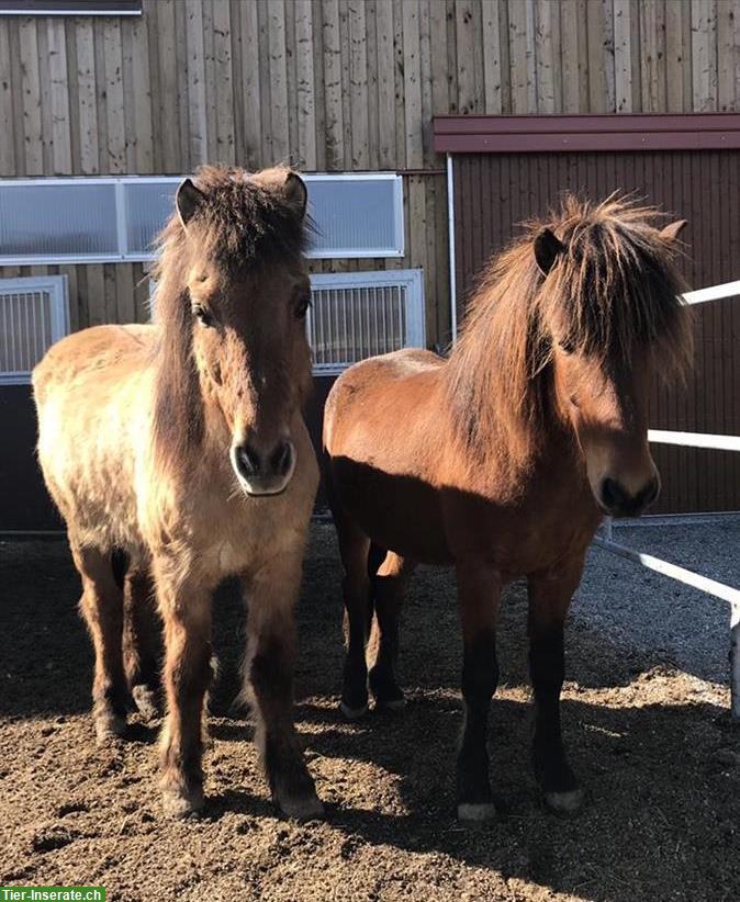 Reitbeteiligung für 2 Islandpferde in Haldenstein GR