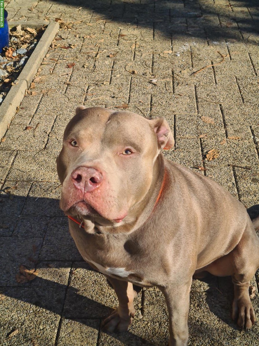 Bild 3: Deckrüde American Bully XL, ABKC registriert