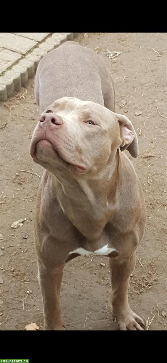 Bild 4: Deckrüde American Bully XL, ABKC registriert