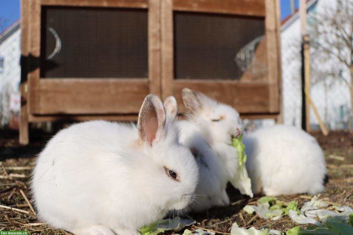 Kaninchen suchen neues Zuhause