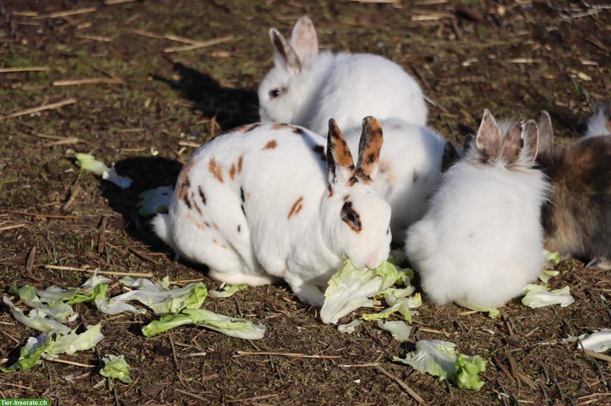 Bild 3: Kaninchen suchen neues Zuhause