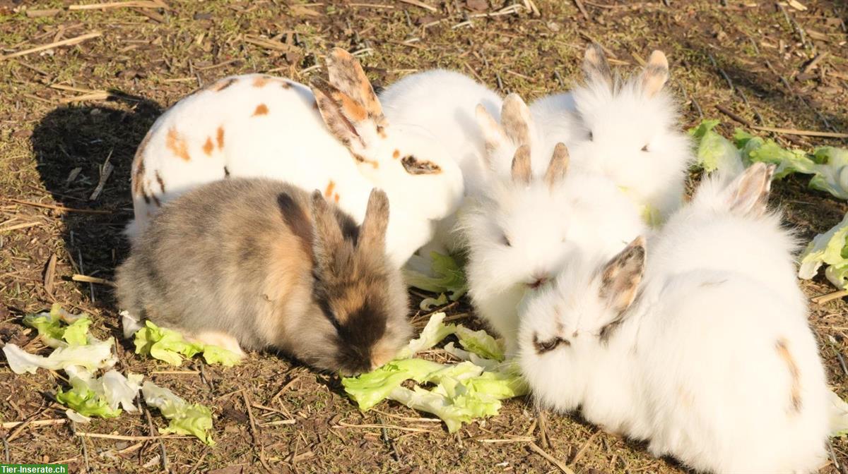 Bild 5: Kaninchen suchen neues Zuhause