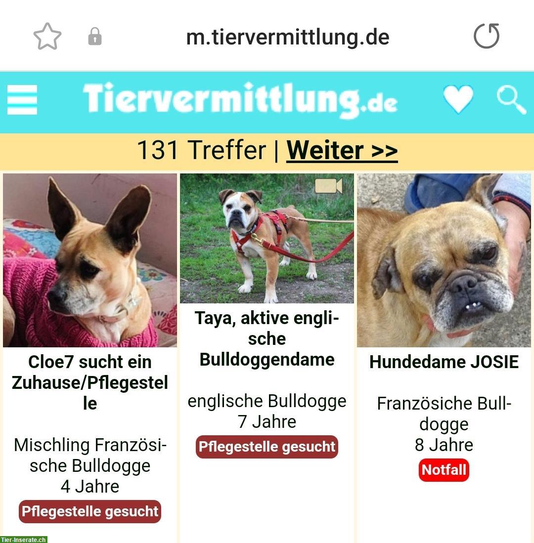 Bild 3: Kastrierter Rüde Arnie sucht sein Zuhause