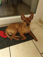 Deutscher Pinscher Rüde sucht ein Zuhause