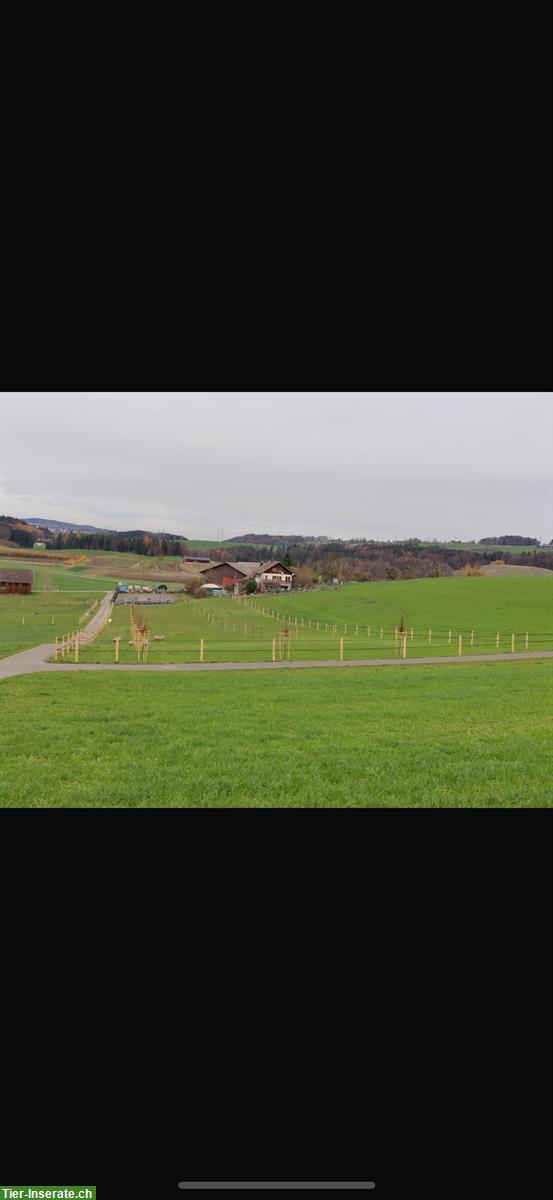 Bild 4: Auslaufboxe zu vermieten ab sofort in Illnau ZH