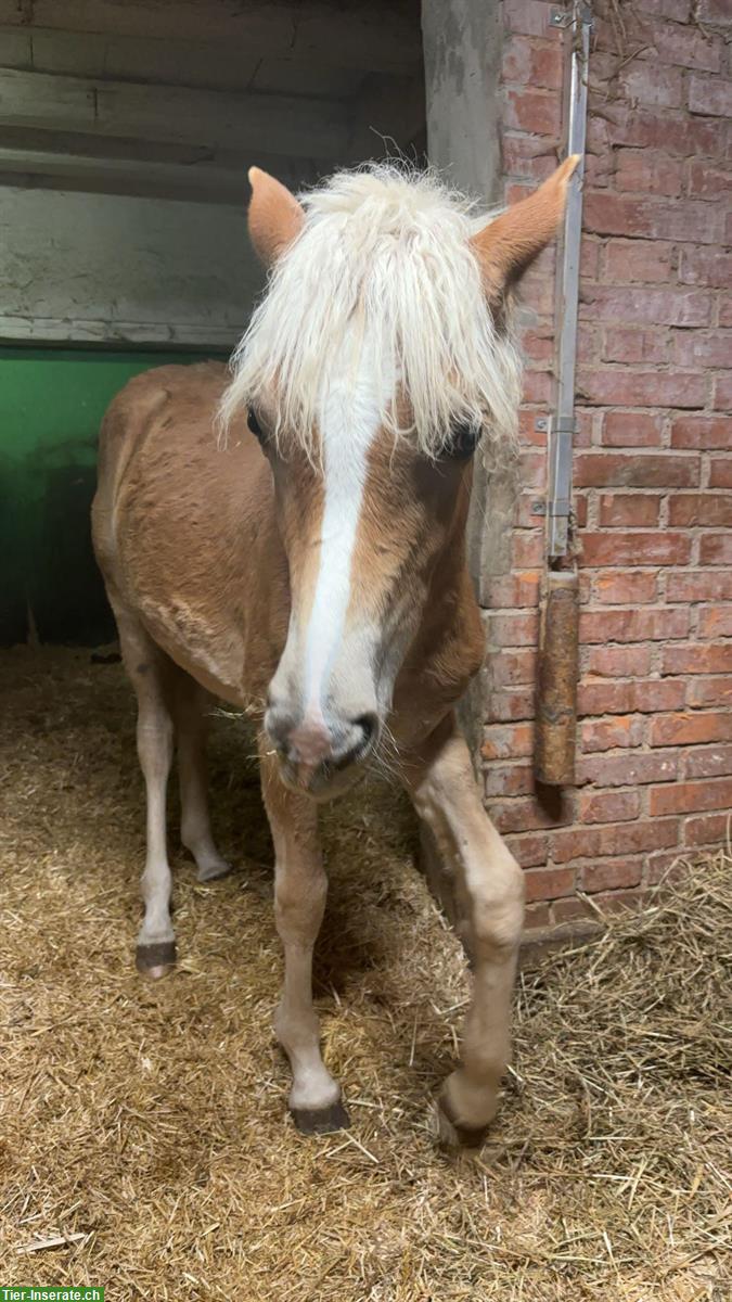 Aufgewecktes Edelblut Haflinger Fohlen sucht neues Zuhause!