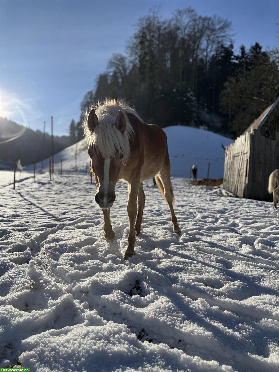 Bild 2: Aufgewecktes Edelblut Haflinger Fohlen sucht neues Zuhause!