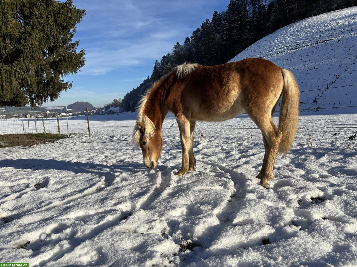 Bild 3: Aufgewecktes Edelblut Haflinger Fohlen sucht neues Zuhause!