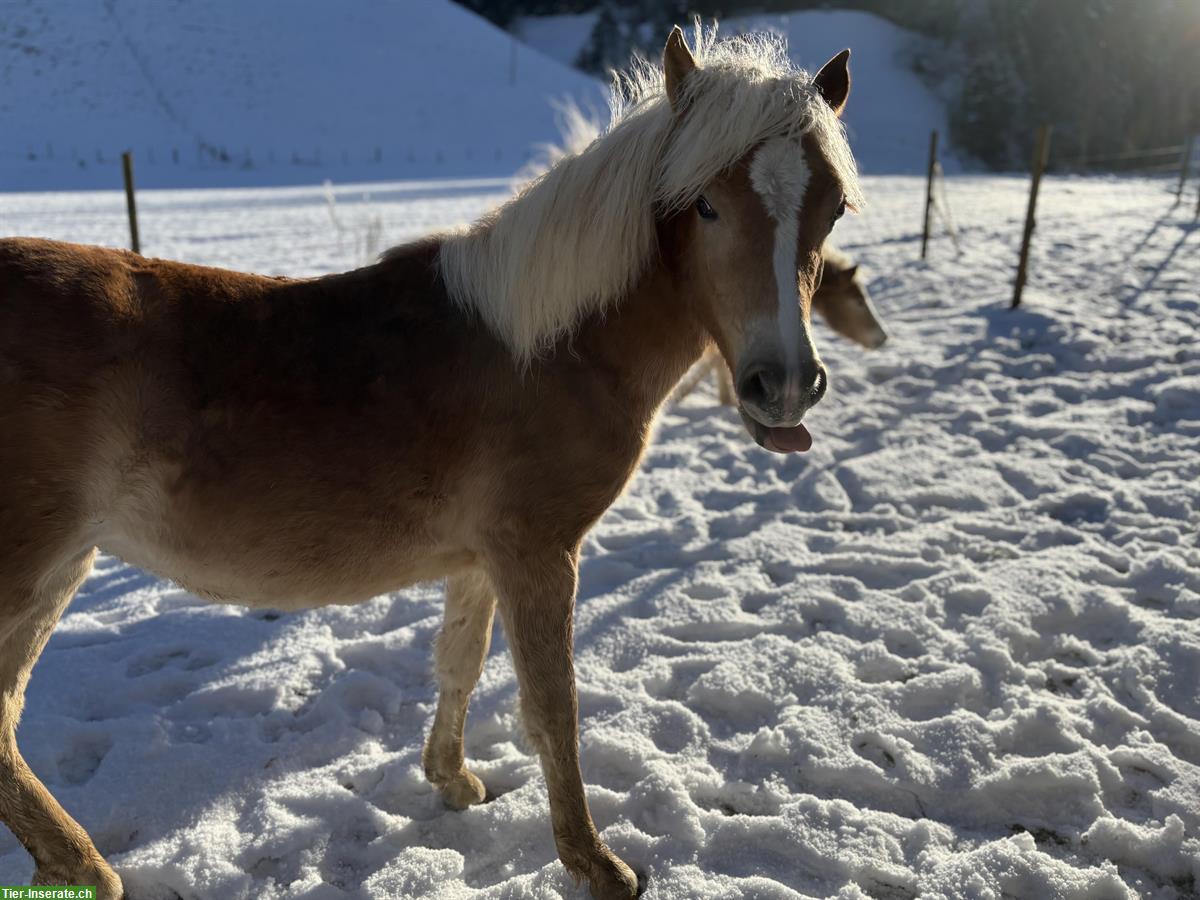 Bild 4: Aufgewecktes Edelblut Haflinger Fohlen sucht neues Zuhause!