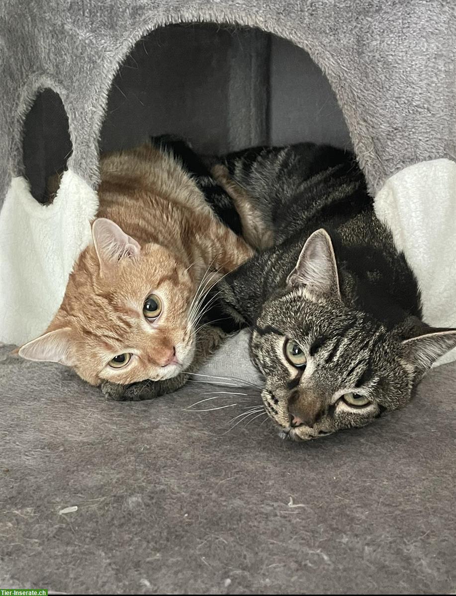 2 liebevolle Kater, 2.5-jährig suchen neues Zuhause