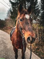 Reitbeteiligung für zuverlässigen Wallach gesucht, Neuenkirch LU