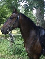 Lusitano Wallach, 13 Jahre, 154cm