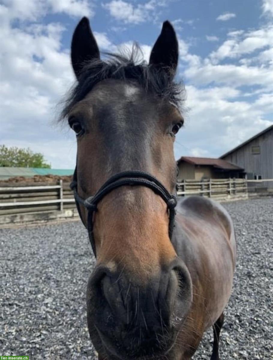 Bild 2: Lusitano Wallach, 13 Jahre, 154cm