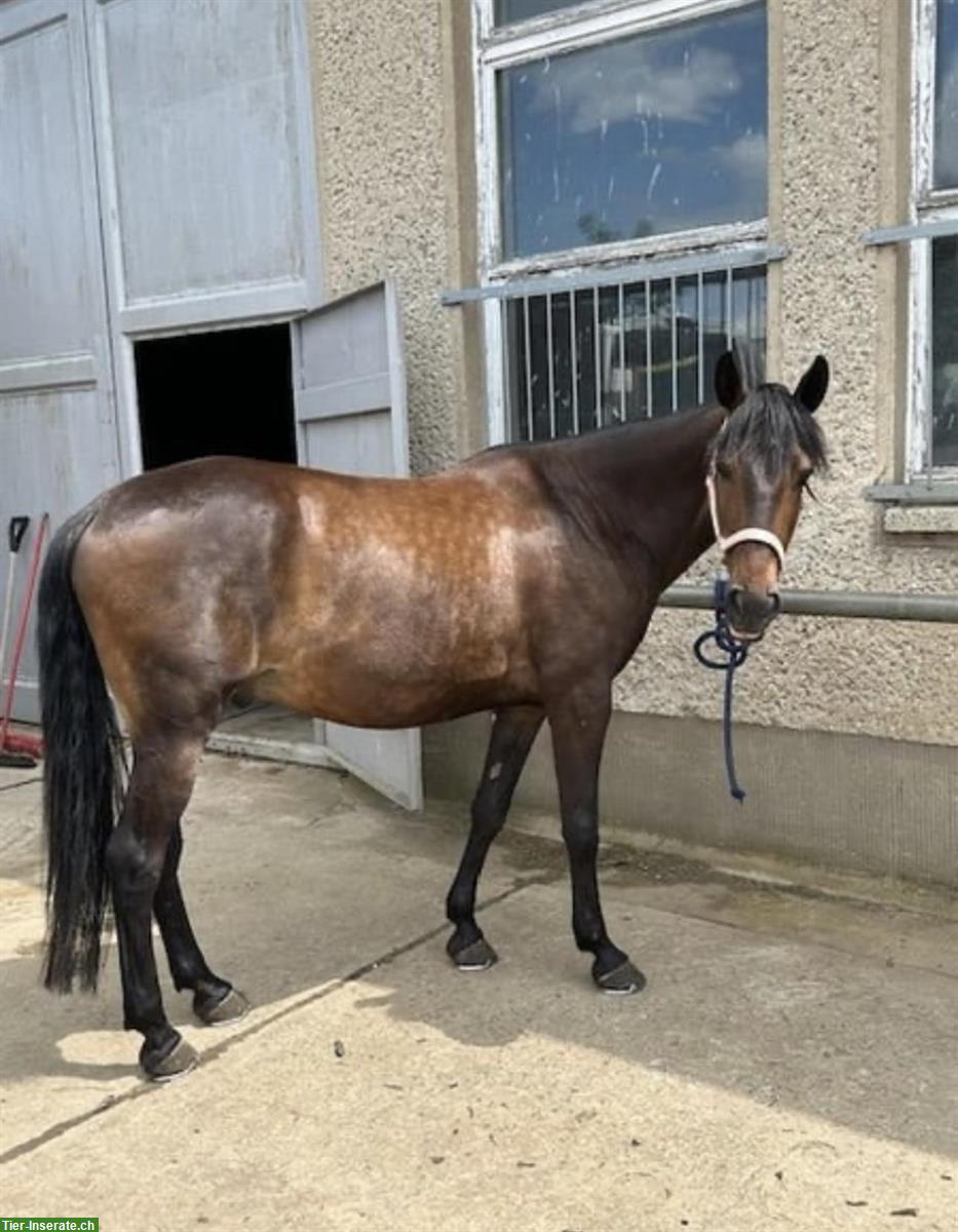 Bild 3: Lusitano Wallach, 13 Jahre, 154cm