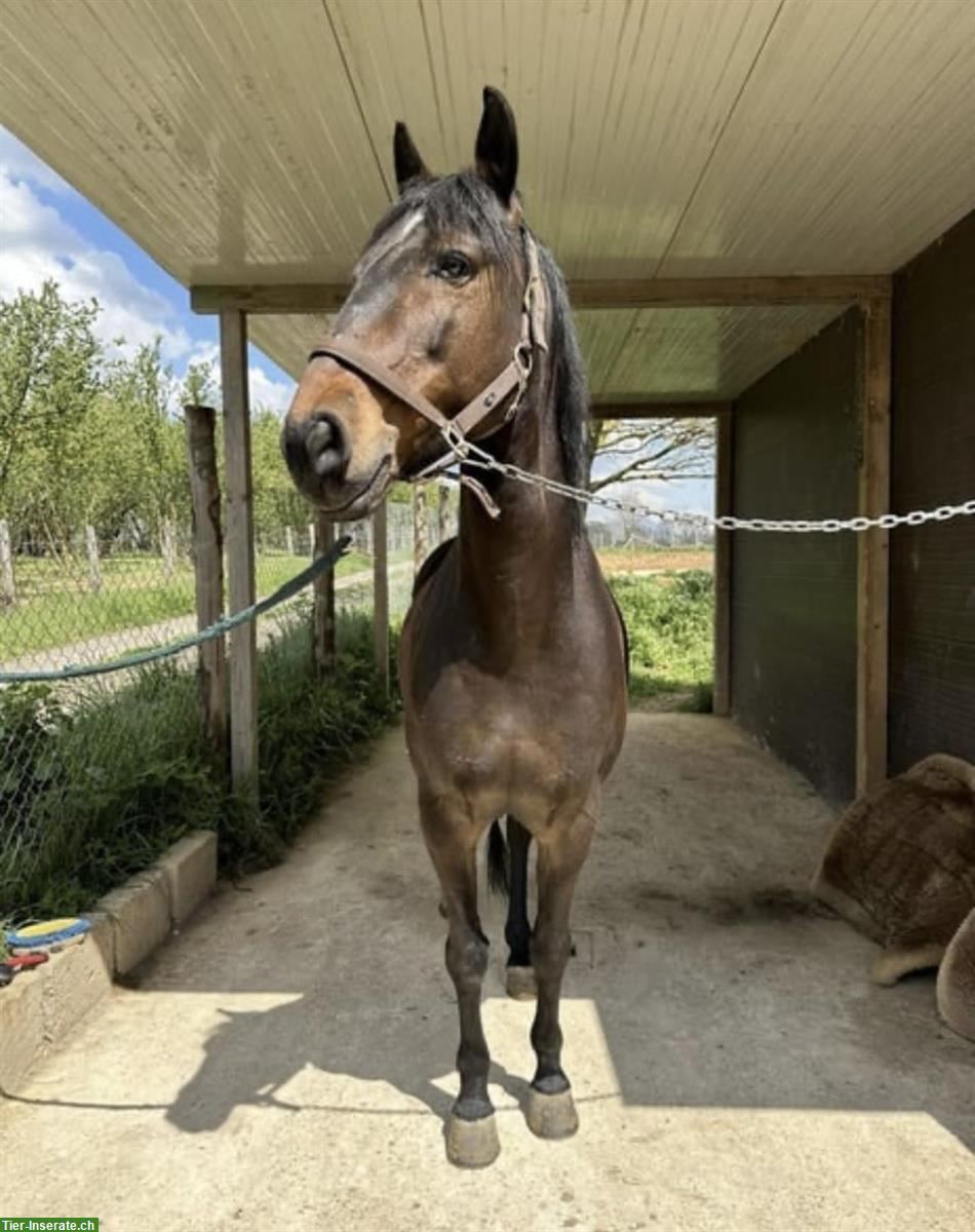 Bild 6: Lusitano Wallach, 13 Jahre, 154cm