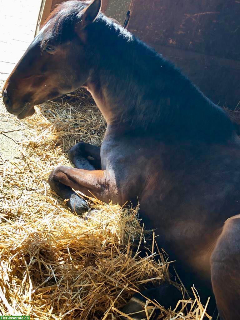 Bild 7: Lusitano Wallach, 13 Jahre, 154cm