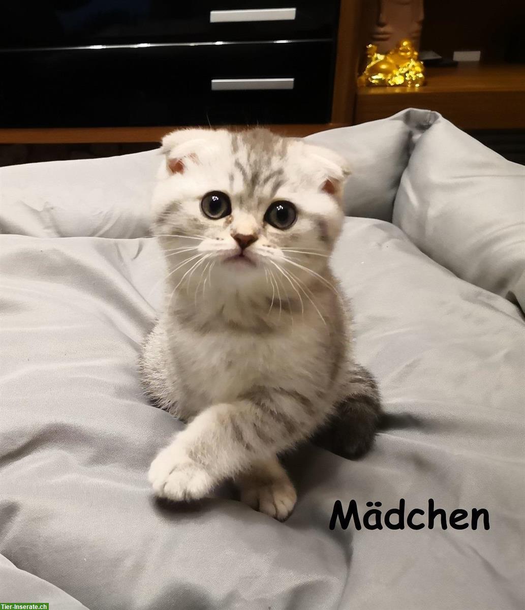 Scottish Fold, BKH / mix Kitten zu verkaufen