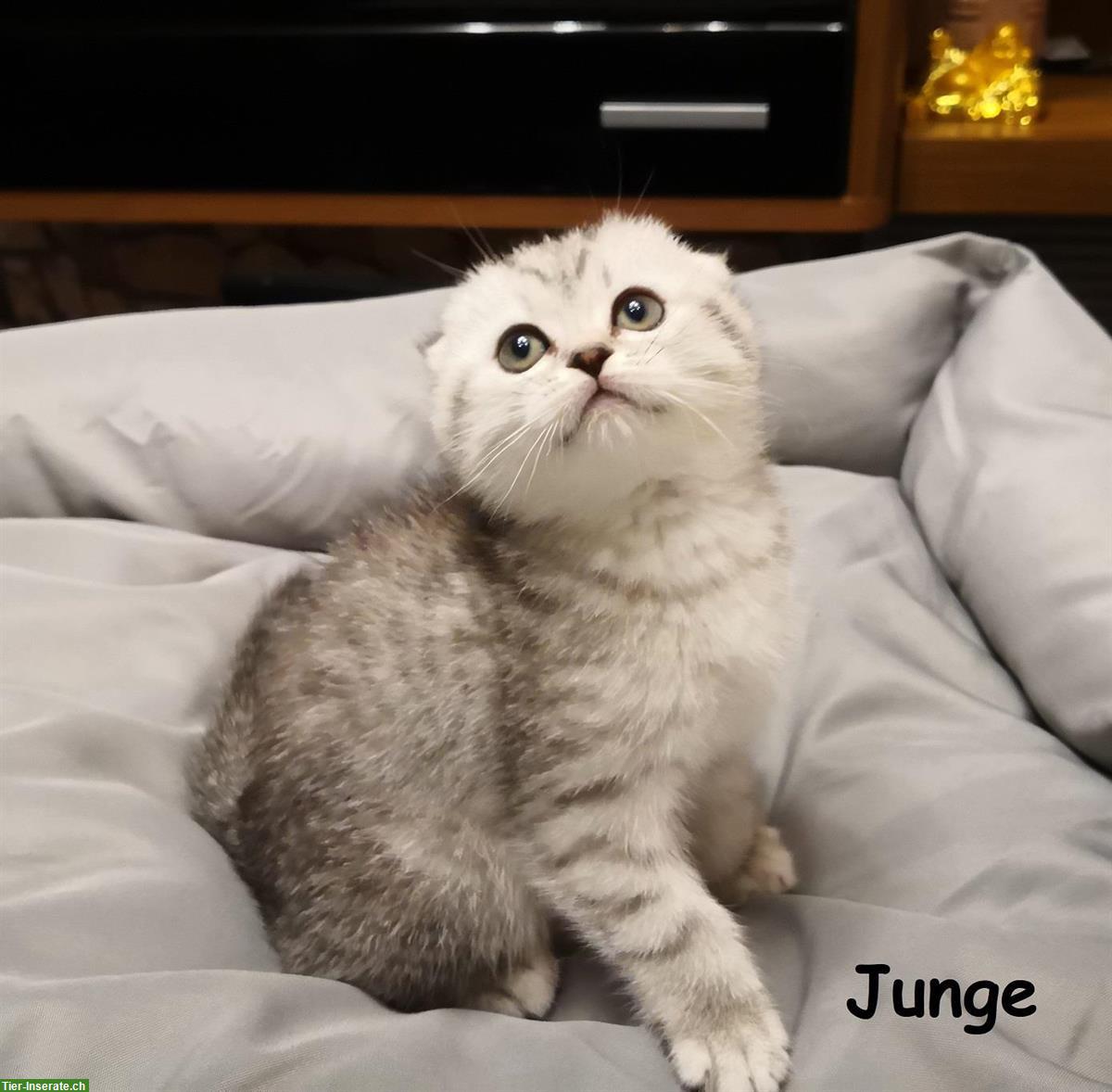 Bild 2: Scottish Fold, BKH / mix Kitten zu verkaufen