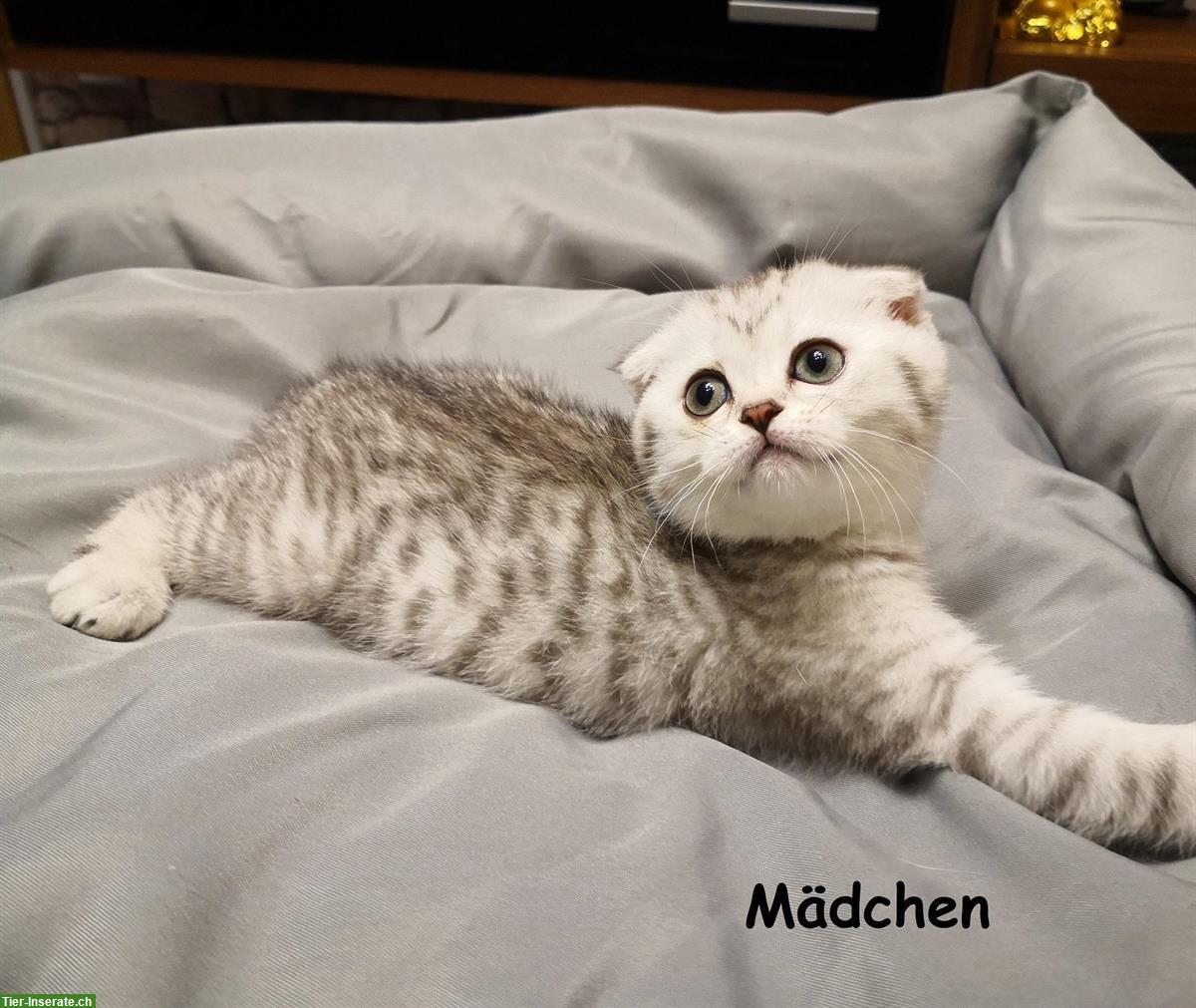 Bild 3: Scottish Fold, BKH / mix Kitten zu verkaufen