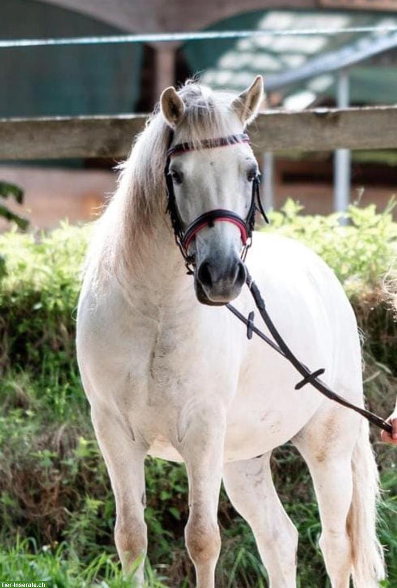 Lieber Pony Wallach sucht neuen Wirkungskreis