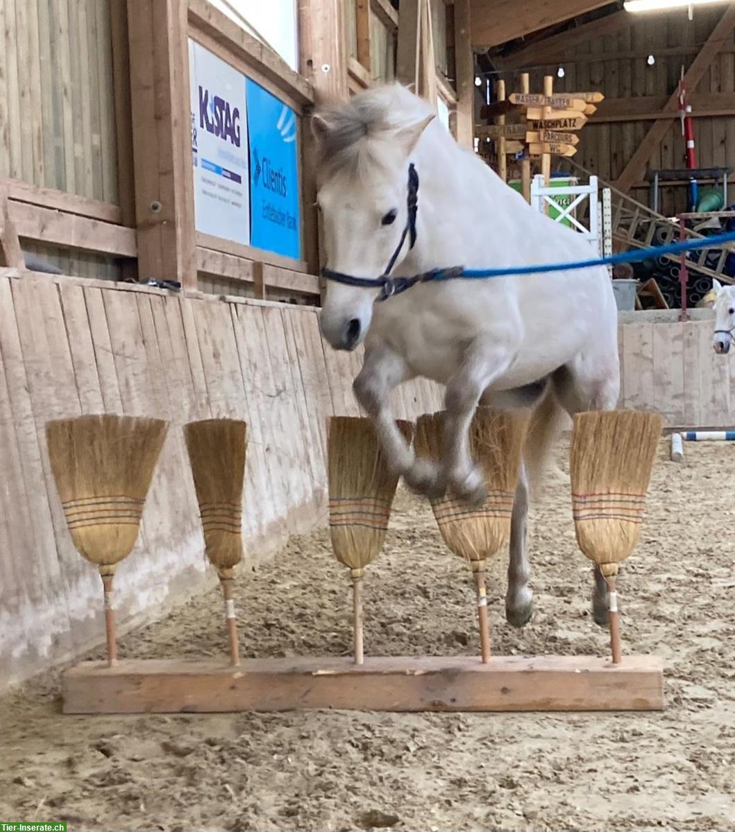 Bild 3: Lieber Pony Wallach sucht neuen Wirkungskreis