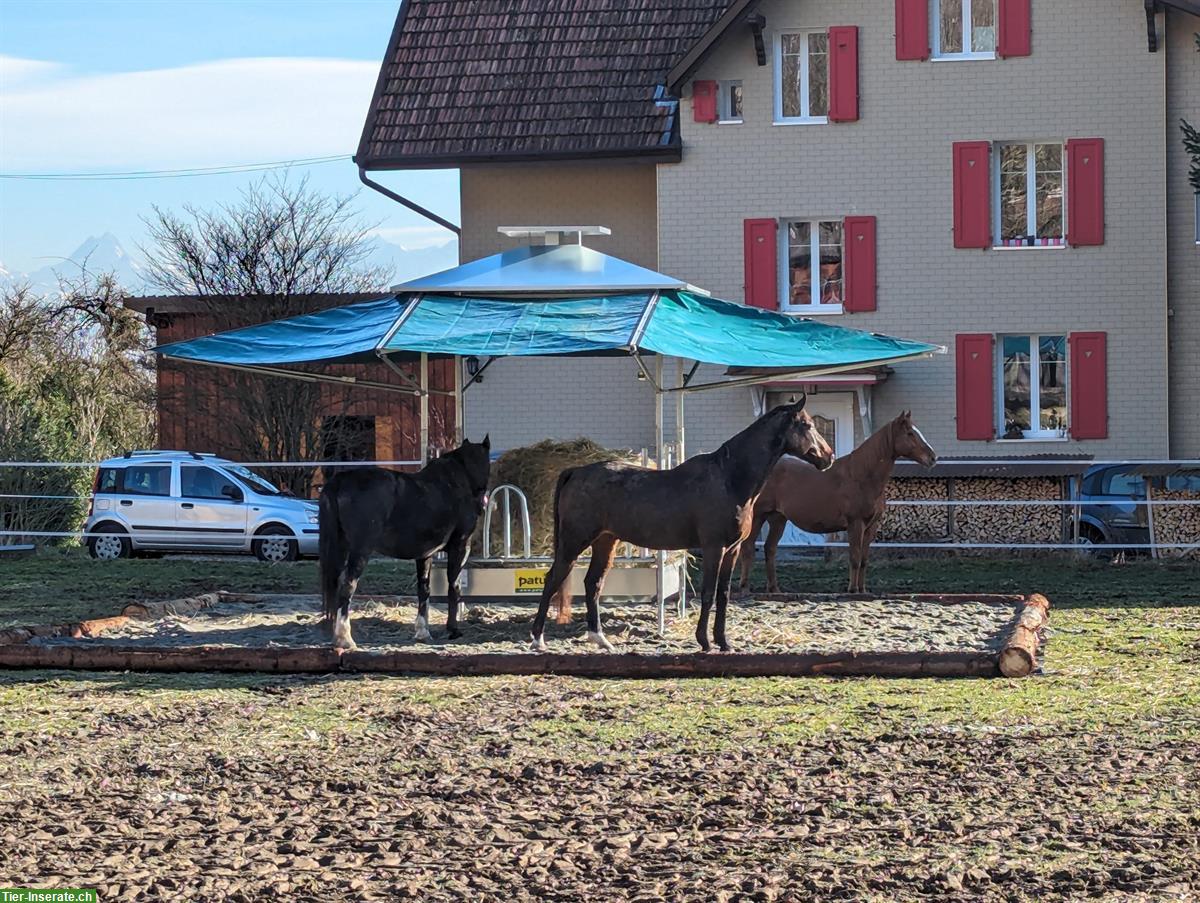 Bild 3: Wallach WG in kleinem Privatstall in Oberdorf SO sucht...