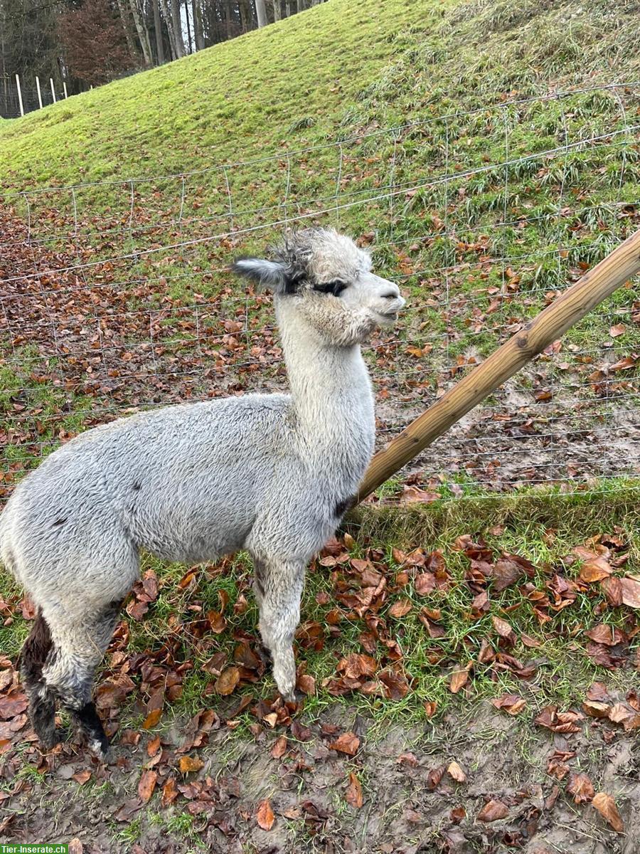 Bild 8: Alpaka Junghengste-Trio zu verkaufen