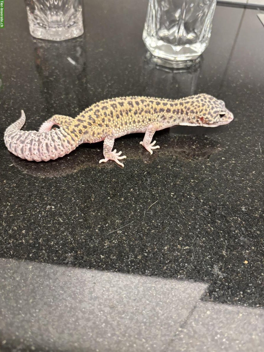 Bild 2: Leopardgecko Weibchen Eclipse het. Tremper