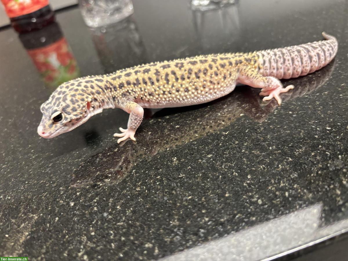 Bild 3: Leopardgecko Weibchen Eclipse het. Tremper