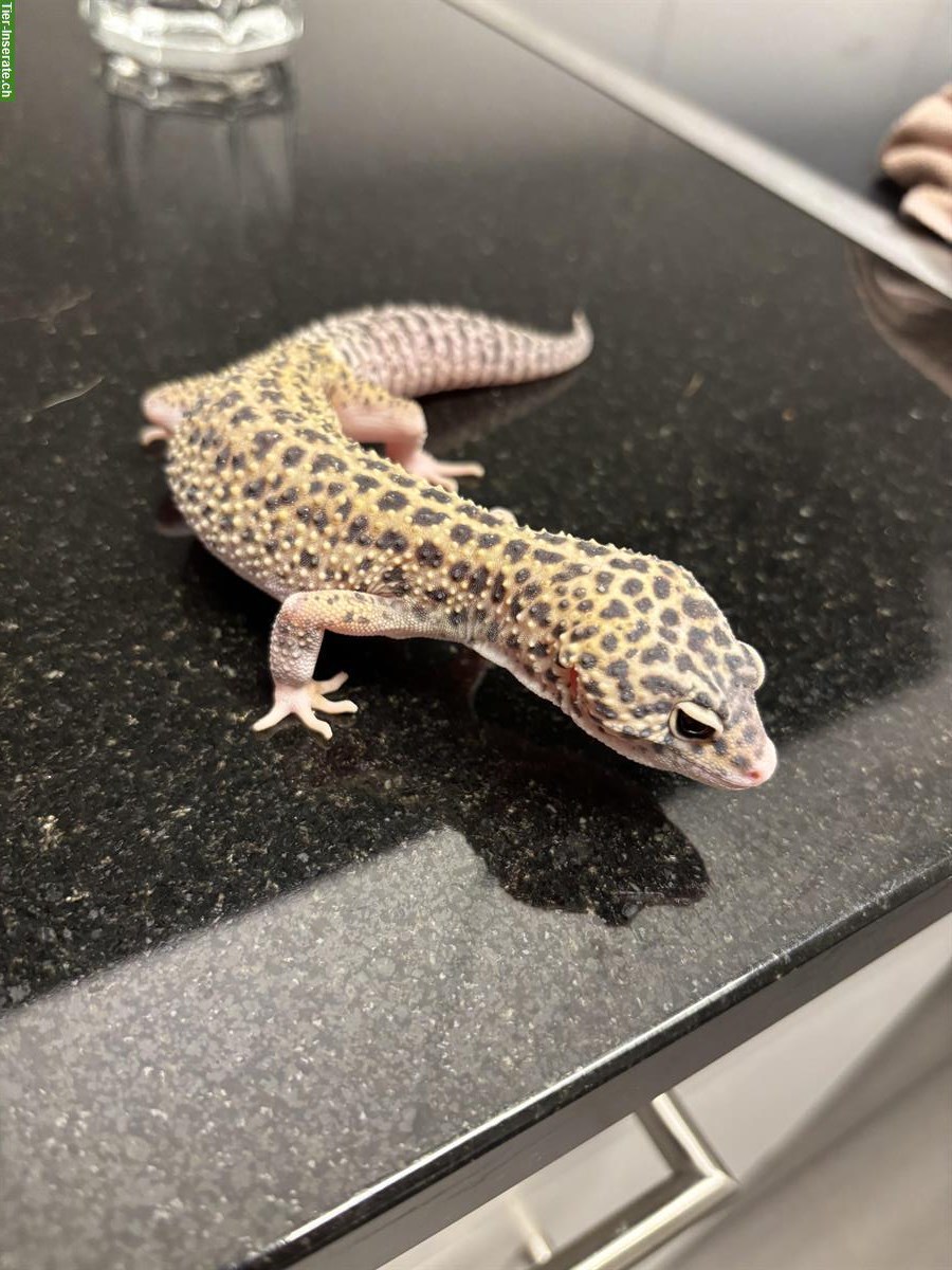 Bild 5: Leopardgecko Weibchen Eclipse het. Tremper