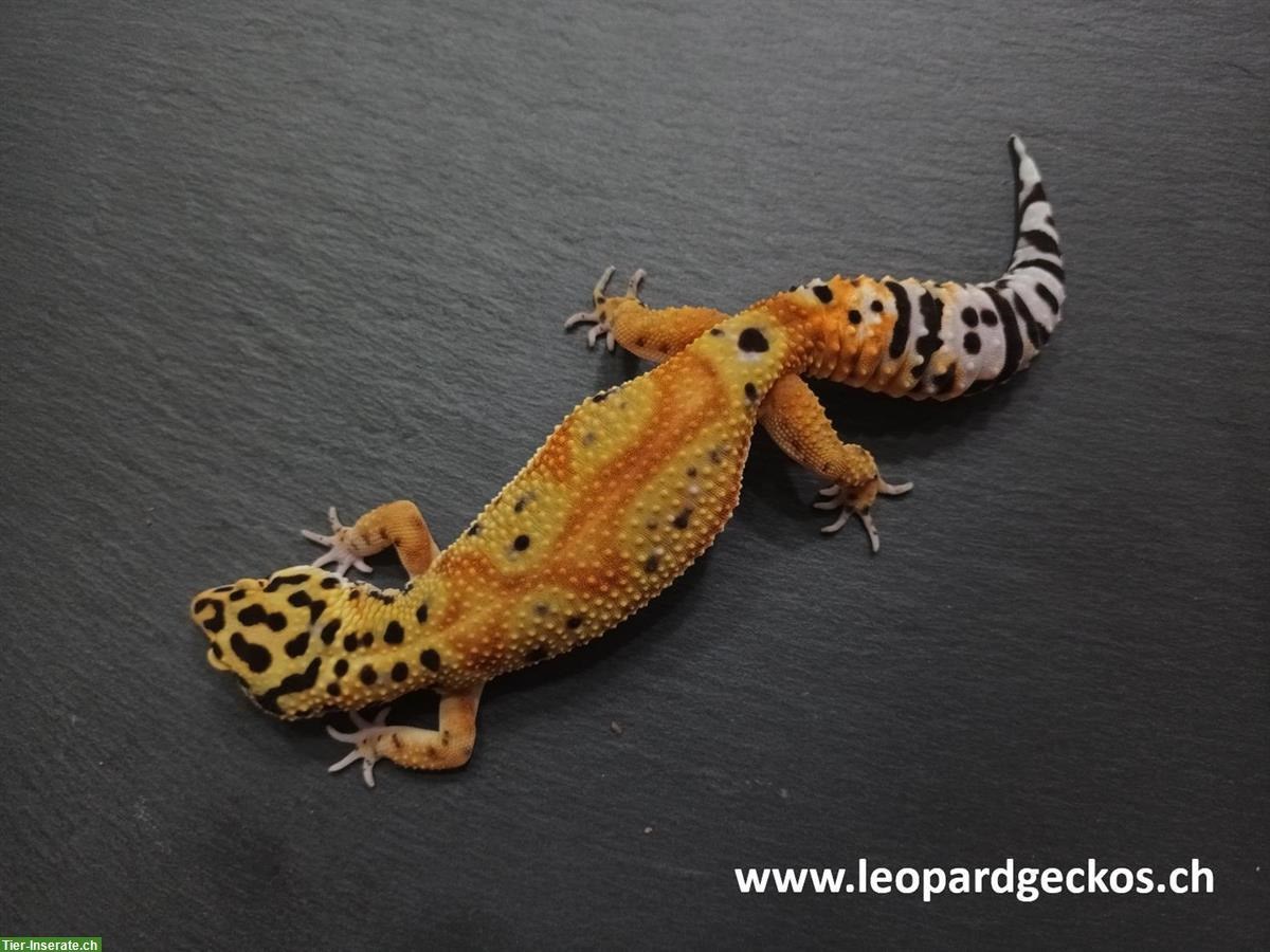 Gesunde Leopardgeckos aus Schweizer Nachzuchten