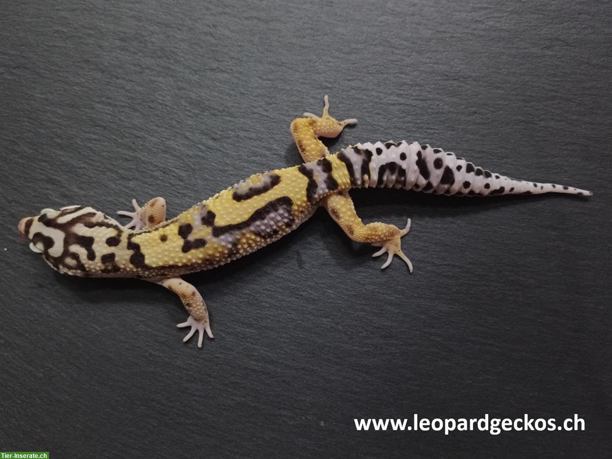 Bild 4: Gesunde Leopardgeckos aus Schweizer Nachzuchten