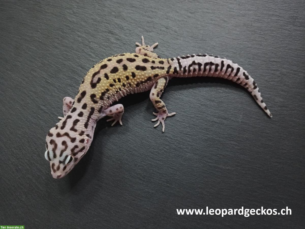 Bild 5: Gesunde Leopardgeckos aus Schweizer Nachzuchten