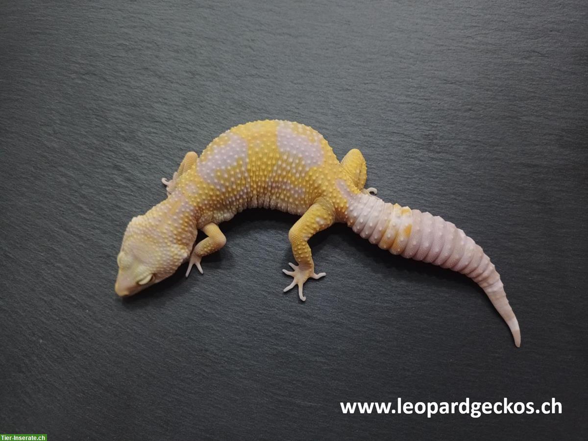 Bild 6: Gesunde Leopardgeckos aus Schweizer Nachzuchten