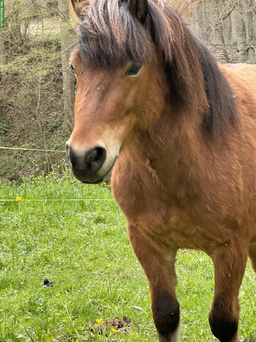 Super lieber Ponymann sucht seine Aufgabe