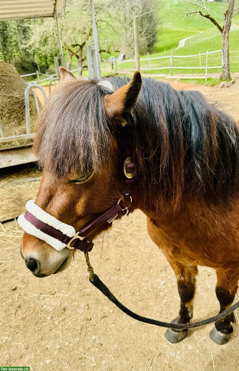 Bild 2: Super lieber Ponymann sucht seine Aufgabe