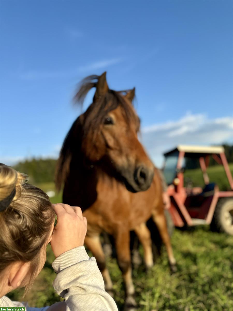 Bild 3: Super lieber Ponymann sucht seine Aufgabe