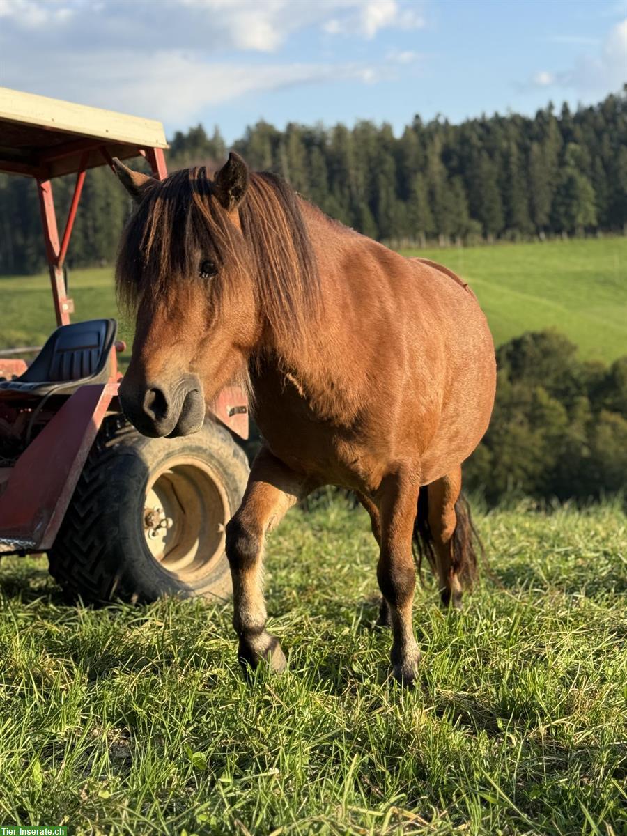 Bild 4: Super lieber Ponymann sucht seine Aufgabe