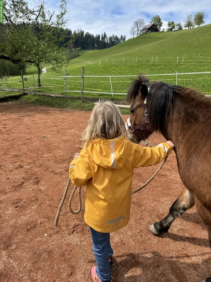 Bild 5: Super lieber Ponymann sucht seine Aufgabe