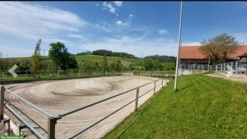 Paddockboxen frei auf unserer Reitanlage in Weilheim BW