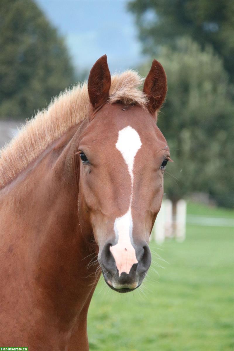 4-jähriger Freiberger Wallach