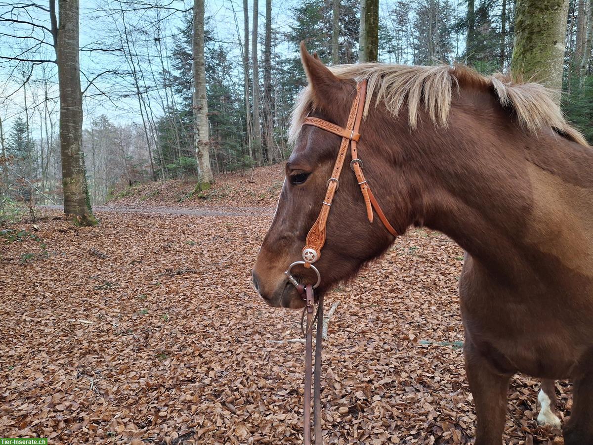 Bild 3: 4-jähriger Freiberger Wallach