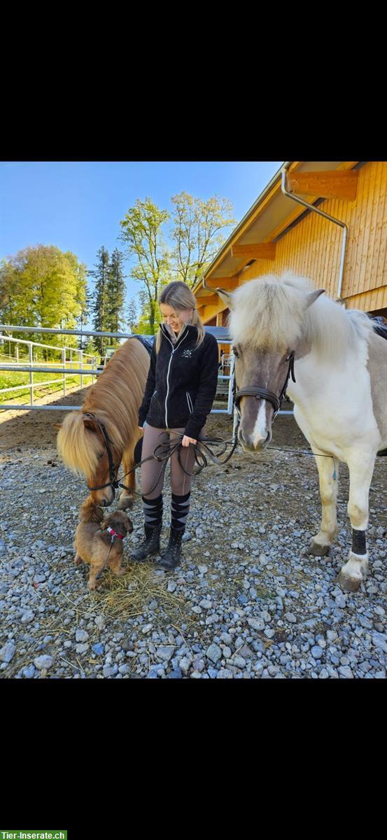 Bild 2: Reitbeteiligung gesucht, ZH-Oberland