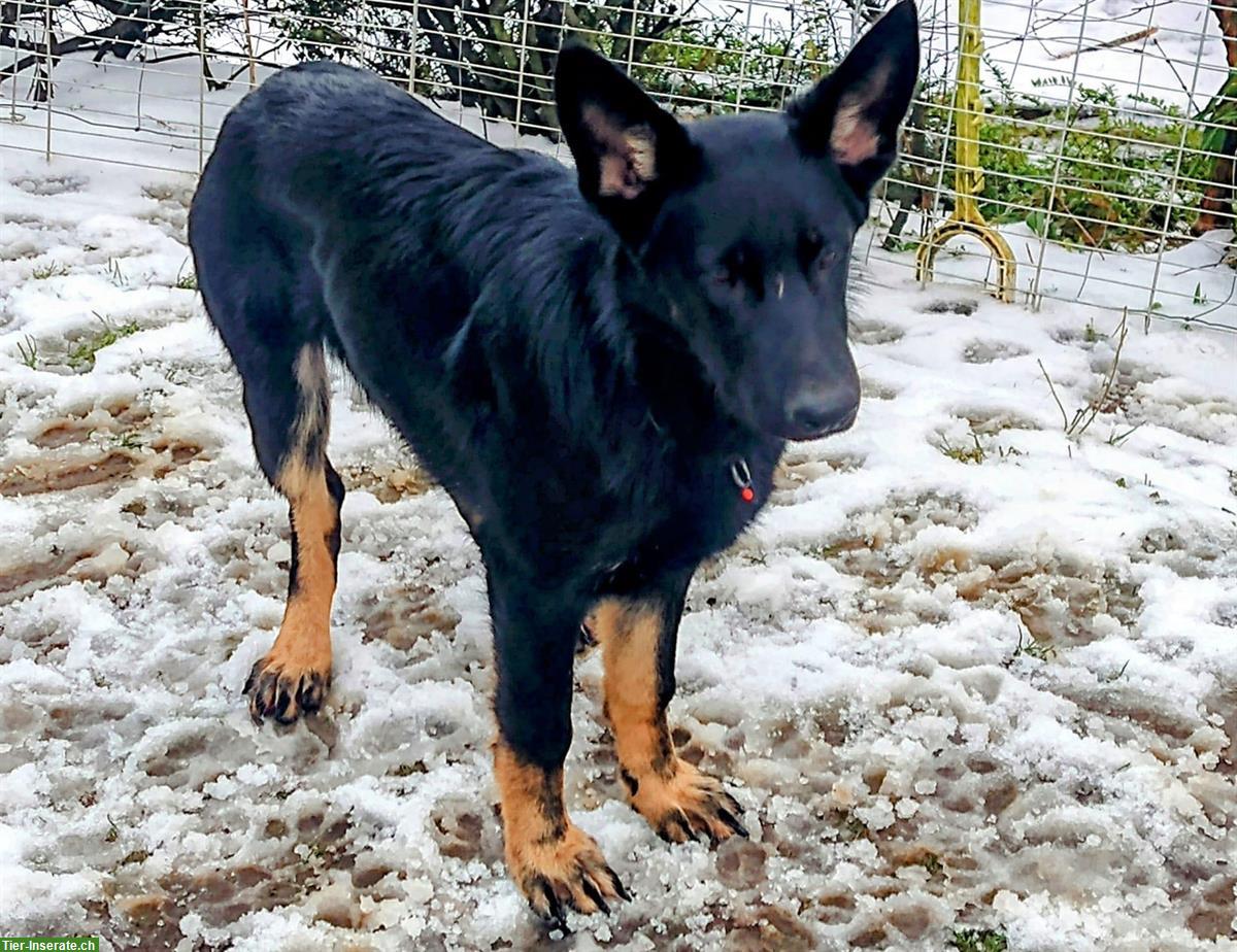 Deutsche Schäferhund Hündin sucht liebevolles  Zuhause