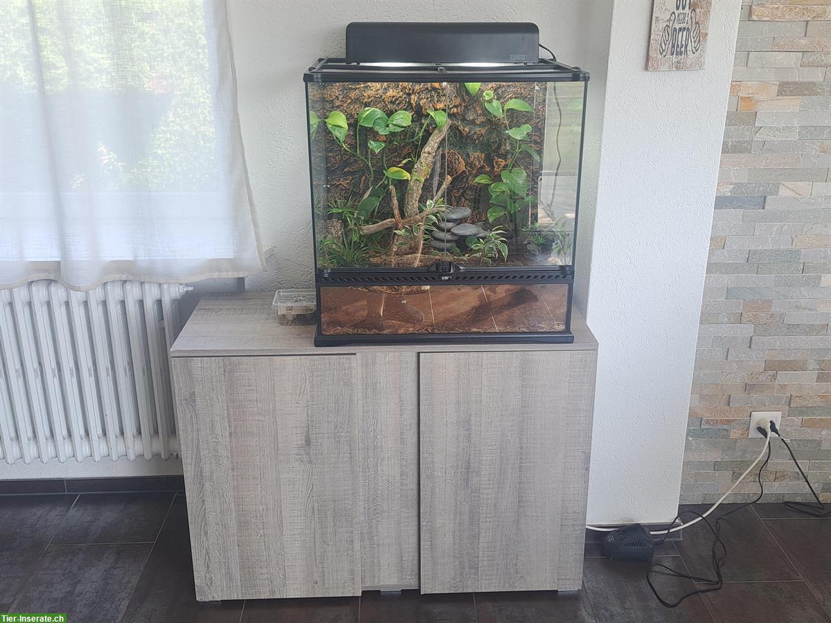 Bild 3: Terrarium voll eingerichtet mit 3 Chinesischen Rotbauchunken